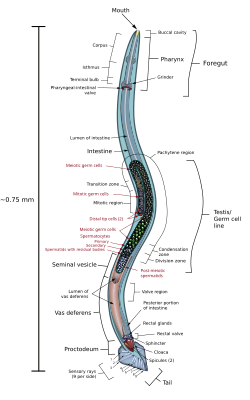 Internal anatomy of a male C. elegans nematode