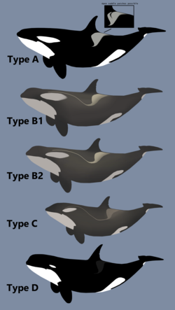 Variations in Antarctic orcas
