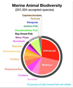 Taxonomic biodiversity of accepted marine species, according to WoRMS, 18 October 2019.[198][199]