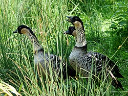 Hawaiian geese, also known as Nene