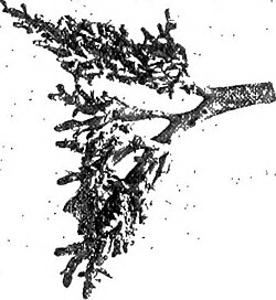 Monopodial branching as seen in dissected rabbit lungs
