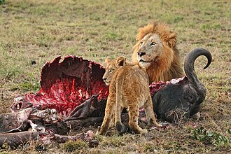 The lion, like all felids in their natural state, is a hypercarnivore.