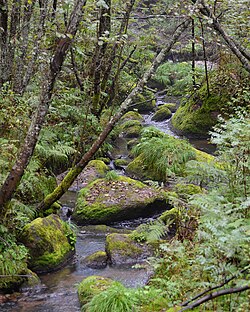 Xiangshui Creek, Wuying National Forest Park, Heilongjiang, China (6 September 2016)