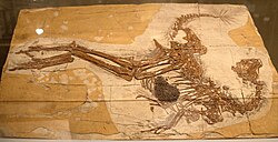 Cast of a Caudipteryx fossil with feather impressions and stomach content