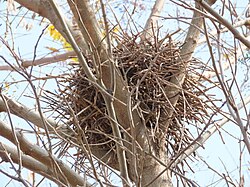 Nest