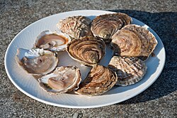 Flat oysters (Ostrea edulis) from France