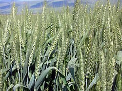 Wheat Triticum introduced worldwide from its place of origin (Mesopotamia)