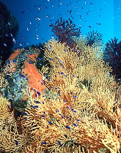 Soft coral Eunicella cavolini