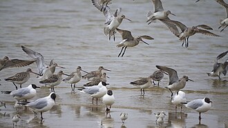 Black-headed gulls, bar-tailed godwits and sanderlings foraging on a beach