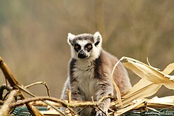 Ring tailed lemurs (Lemur catta) exhibit some of the lowest levels of parental care among primates.