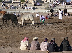 Spectators in Oman watch a fight between bulls.