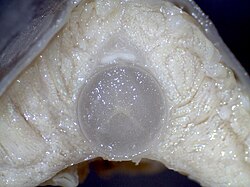 Vertical section of hagfish midline trunk: The notochord is the only skeletal element, and the musculature has no septum, neither horizontal nor vertical.