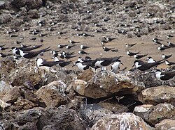 A few of the 130,000 Atlantic sooty terns at Mars Bay breeding grounds, Ascension Island