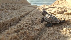 Hawksbill hatchling in Paulista, Pernambuco, Brazil