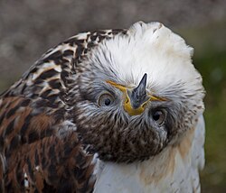 Ferruginous hawk tilting its head