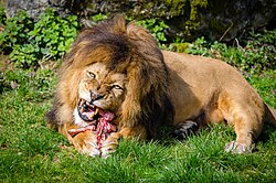 Lions are obligate carnivores, since they consume only animal flesh for their nutritional requirements.