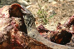 Young Komodo dragon feeding on a water buffalo carcass