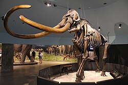 Fossil skeleton of Mammuthus columbi excavated from the tar pits