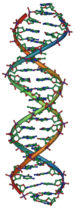 DNA, the molecular basis for biological inheritance. Each strand of DNA is a chain of nucleotides, matching each other in the center to form what look like rungs on a twisted ladder.