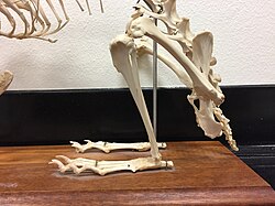A specimen of the skeletal articulations of rabbit's hind limbs in the Pacific Lutheran University natural history collection