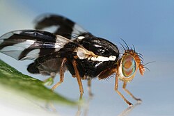 Rhagoletis pomonella, the hawthorn fly, appears to be in the process of sympatric speciation.