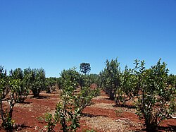 Plantation in Misiones, Argentina