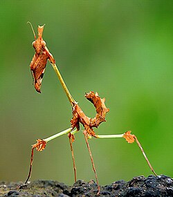 The thin-legged mantis Gongylus gongylodes