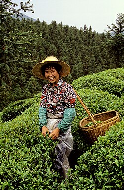 Harvesting tea leaves, Zhejiang province, May 1987
