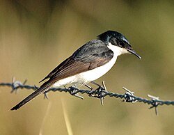Photographed at Dayboro, SE Queensland, Australia