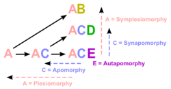 Apomorphy in cladistics. This diagram indicates "A" and "C" as ancestral states, and "B", "D" and "E" as states that are present in terminal taxa. Note that in practice, ancestral conditions are not known a priori (as shown in this heuristic example), but must be inferred from the pattern of shared states observed in the terminals. Given that each terminal in this example has a unique state, in reality we would not be able to infer anything conclusive about the ancestral states (other than the fact that the existence of unobserved states "A" and "C" would be unparsimonious inferences!)