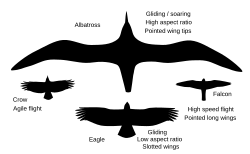 Wing shapes