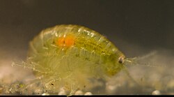 A freshwater shrimp with an acanthocephalan (orange) in its body cavity. Ducks eat the shrimps and become infected with the parasites.
