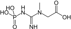 Phosphocreatine relays phosphate to ADP.