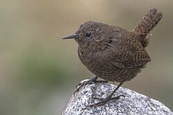 Eurasian wren (Troglodytes troglodytes)
