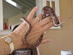 A docile young corn snake (an introduced species) captured from the wild on the island of Nevis, West Indies, in 2009