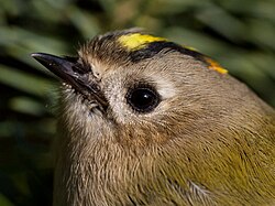 The nominate subspecies, R. r. regulus, in Belgium. The goldcrest has a bright crest and a relatively plain face. The orange tinge of the hindcrown indicates that this is a male.