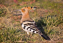 The Eurasian hoopoe, Upupa epops, is the type species of the genus Upupa