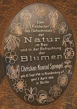 A small monument designed after the frontispiece of Spengel's fundamental work can be seen in Berlin Botanical Gardens. It was erected by Adolf Engler in 1917 after the 100th anniversary of Sprengel's death.