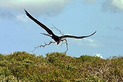 Male collecting twigs for the nest