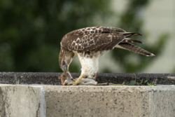 The carnivorous red-tailed hawk (Buteo jamaicensis) with a brown rat (Rattus norvegicus)