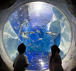 Children watching penguins swim