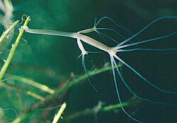 Hydra with two buds