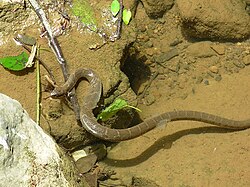 A snake shedding its skin