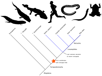 A simplified cladogram demonstrating differing definitions of Tetrapoda: * Under the apomorphy-based definition used by many paleontologists, tetrapods originate at the orange star ("First vertebrates with tetrapod limb") * When restricted to the crown group, tetrapods originate at the "last common ancestor of recent tetrapods"