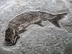 Fossil of the Devonian †cheirolepidiform †Cheirolepis canadensis