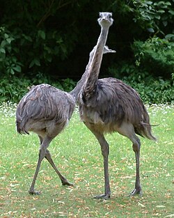 Darwin's rheas, known locally as the ñandú.