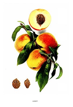 'Crosby' cultivar in The Peaches of New York, 1917[23]