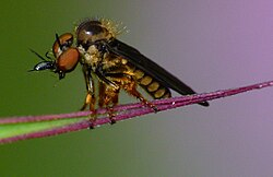A robberfly preying on thrips
