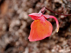 A pink flower