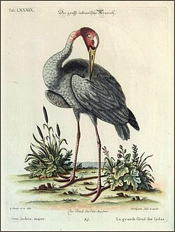 A plate by Johann Michael Seligmann published between 1749 and 1776 based on a work by George Edwards